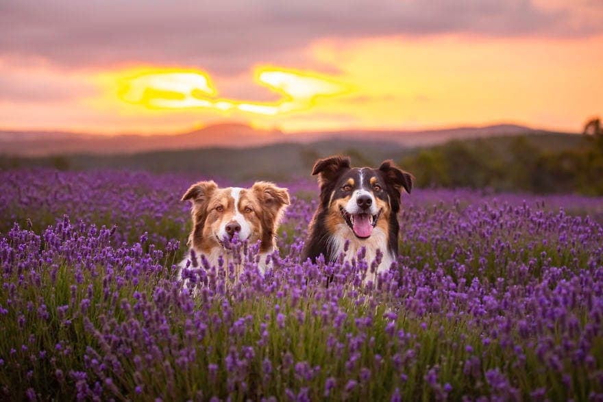 Cute dogs close to each other in a lavendar field.